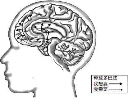 中脑的“奖励承诺”系统