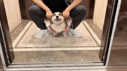 电梯上的小狗按键到底是什么意思？