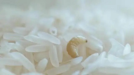 为啥米虫总能钻进米缸?