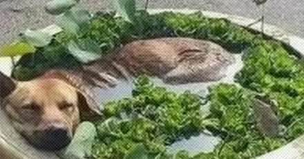 「菜」是怎么发展出「弱」的意思的？
