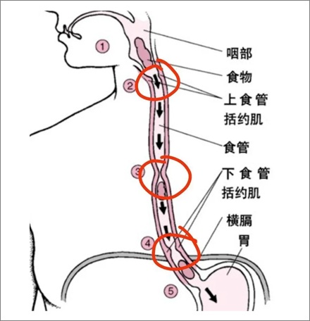 「倒立喝水」能喝进肚子里吗？