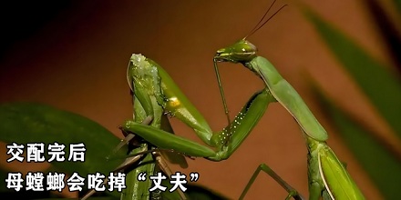 雌性螳螂交配时会吃掉雄性螳螂的头？