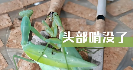 雌性螳螂交配时会吃掉雄性螳螂的头？