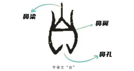 为什么要用「鼻祖」来代表始祖，和鼻子有什么关系？