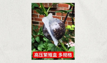 为什么有的果农要在树干中间绑一个橙子壳？