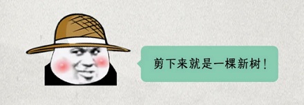 为什么有的果农要在树干中间绑一个橙子壳？
