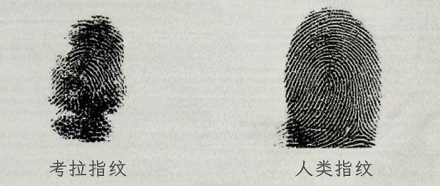 为什么在澳大利亚的犯罪现场千万不能出现考拉？