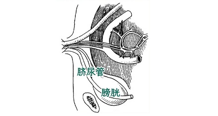 为什么有些人抠肚脐眼会想要尿尿？