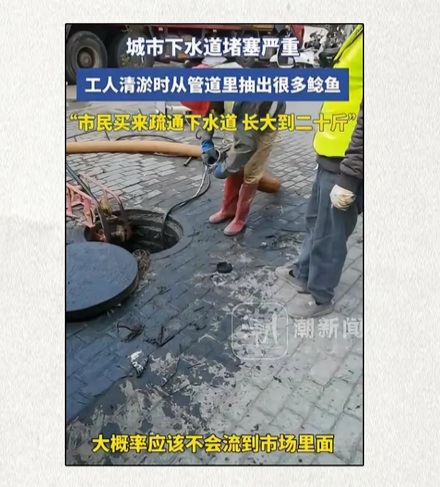 为什么有人会用鲶鱼疏通下水道？