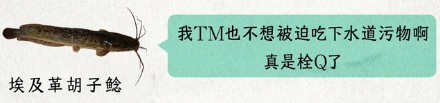 为什么有人会用鲶鱼疏通下水道？