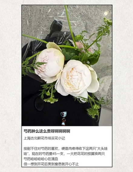 已经开花的芍药为什么必须放进冰箱里？