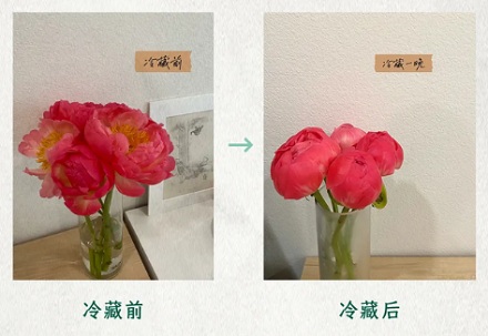 已经开花的芍药为什么必须放进冰箱里？