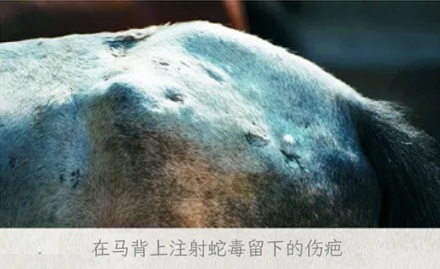 抗蛇毒的血清，为什么只能从马身上抽取？