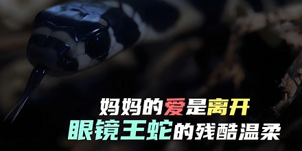 眼镜王蛇都没有见过自己的母亲？