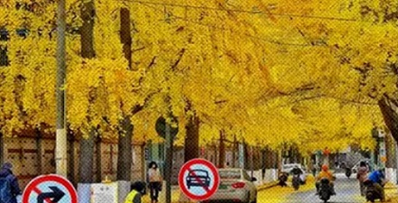 为什么满大街都是银杏树，银杏却是濒危物种？