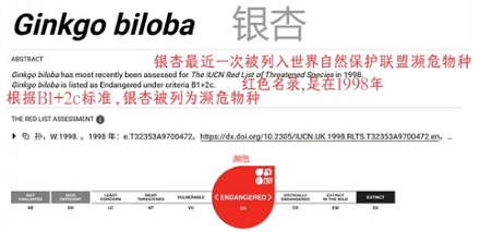 为什么满大街都是银杏树，银杏却是濒危物种？