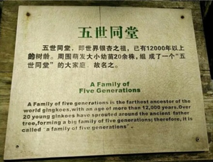 为什么满大街都是银杏树，银杏却是濒危物种？