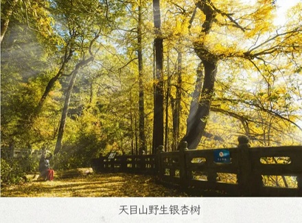 为什么满大街都是银杏树，银杏却是濒危物种？