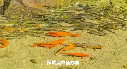 为什么有水的地方就会自动长鱼？