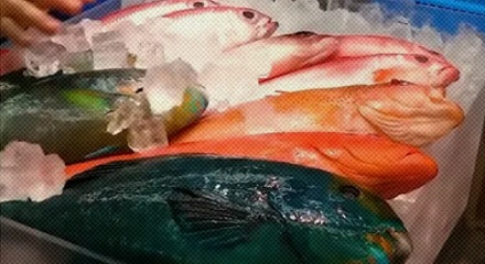 为什么淡水鱼都灰头土脸，海鱼就五颜六色？