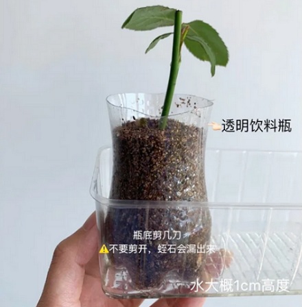 养蜘蛛用的盒子为什么叫「小号人渣盒」？