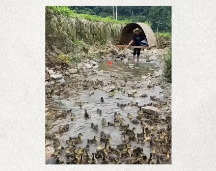 扛着竹帐篷、带着一群鸭子上山下河的到底是什么人？