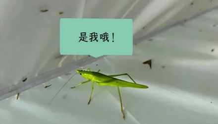为什么最近江浙沪，晚上会听到神秘电流声？是哪里漏电了吗？