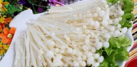为啥超市里到处都是金针菇，却从来没人在野外见到过？