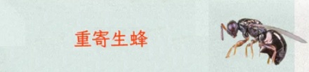 寄生虫会被寄生虫寄生吗？