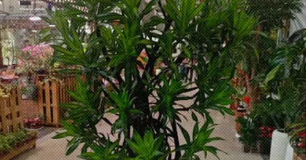 为什么花鸟市场的盆栽枝干上都缠着黑色胶布？