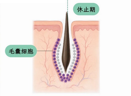 为什么电视剧里做亲子鉴定还非要偷偷拔头发？捡地上的不行吗？