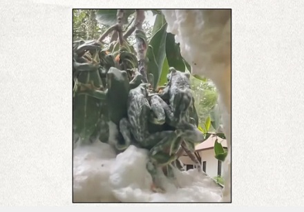 为什么看到树上挂着一团「白色泡沫」，最好不要靠近？