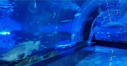 海洋馆里的海水是从海里捞了再运过去的吗？