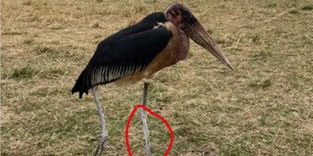 为什么有些鸟会故意把粪便拉在自己腿上？