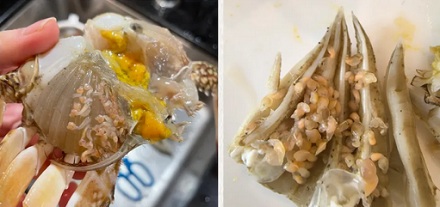 为啥梭子蟹鳃里密密麻麻的「寄生虫」，根本不用怕？