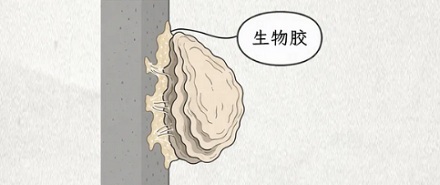 为什么要在跨海大桥的桥墩上「种」牡蛎？