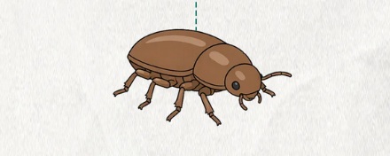 为啥说人类喜欢脆的东西是因为虫子？