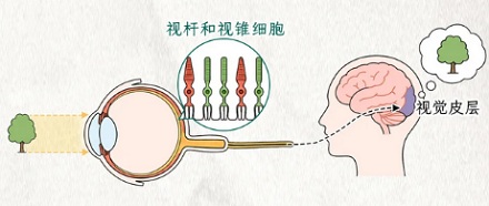失明的人，身体为啥还「知道」天亮了？