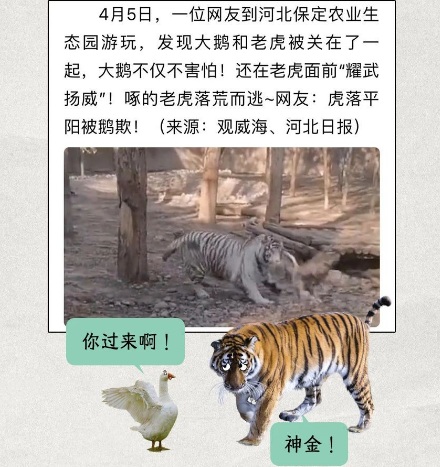 为什么巴西监狱要用鹅来看犯人？