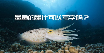 墨鱼的墨汁可以写字吗？
