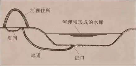 为什么河狸会建造水坝？