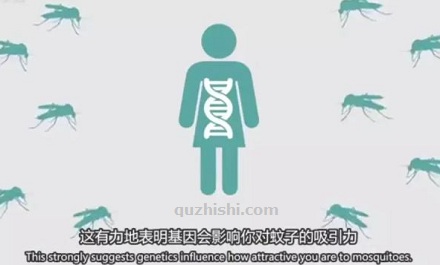 容易招蚊子和基因有关?